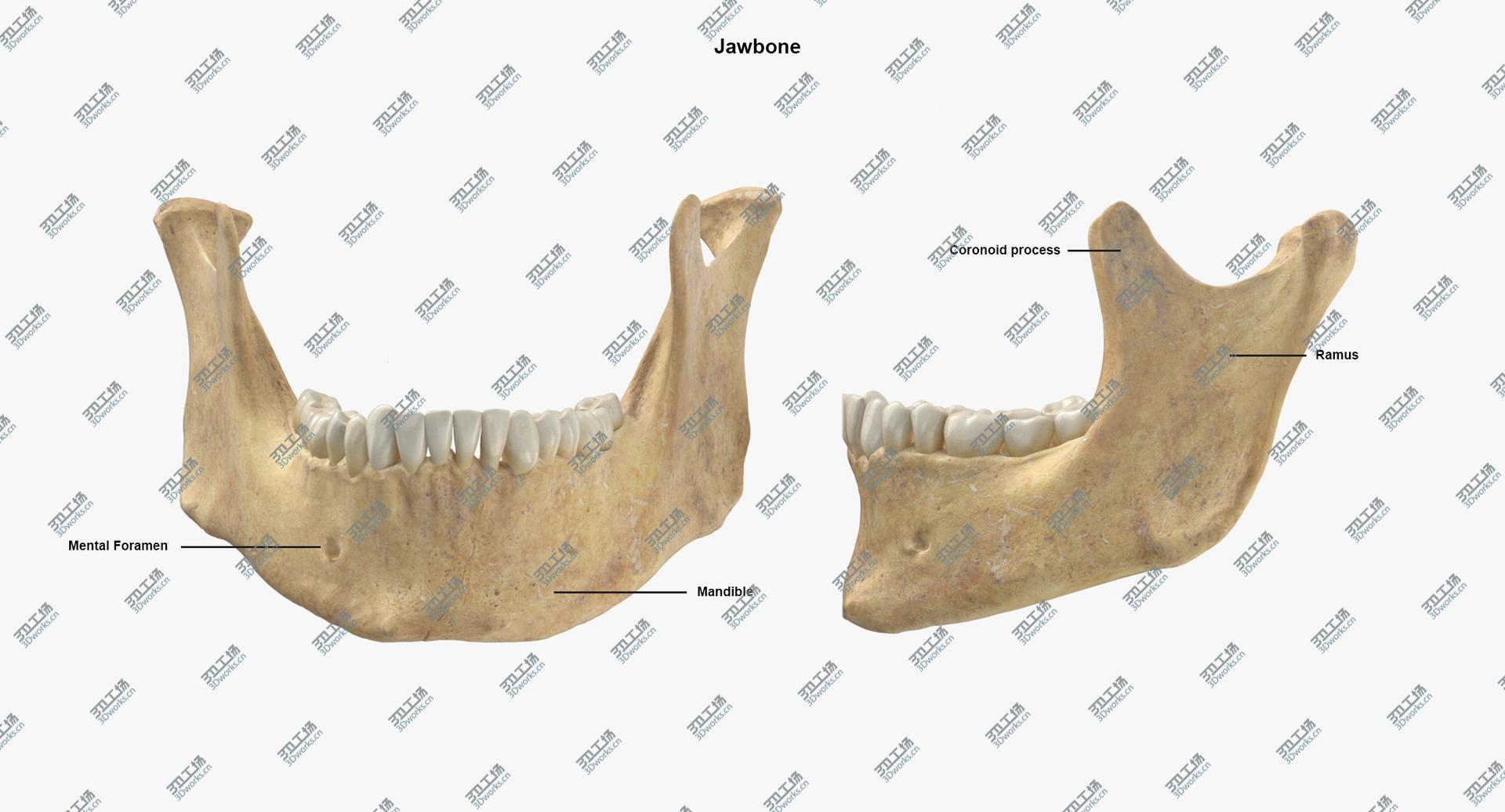 images/goods_img/202104021/3D Real Human Rib Cage Spine Female Skull Calvicle and Scapula Bones Anatomy 01/4.jpg